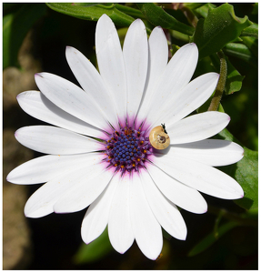 Snail On African White Cape Daisy - Photo by Louis Arthur Norton