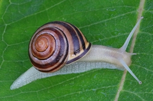 Snail - Photo by Bill Latournes