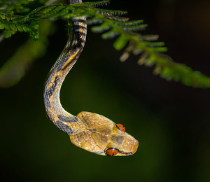 Snake eyes - Photo by Bert Sirkin