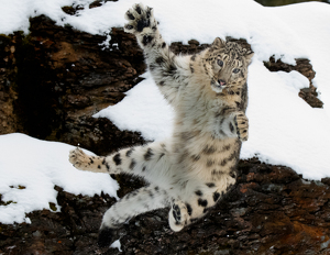 Snow Leopard Leaping - Photo by Danielle D'Ermo