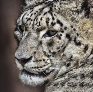 Salon 1st: Snow Leopard by Richard Busch