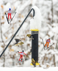Snowbirds - Photo by John Straub