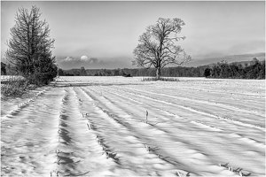 Snows on Rows - Photo by John Straub