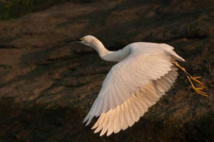 Snowy Egret in Flight by Rene Durbois