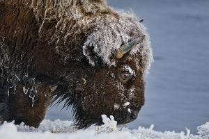 Snowy Eyelashes Bison - Photo by Danielle D'Ermo