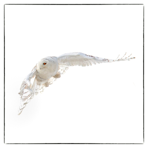 Salon 1st: Snowy Owl in Flight by Danielle D'Ermo