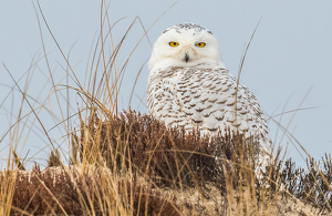Snowy Owl in the Dunes - Photo by Libby Lord