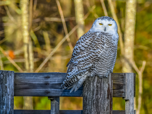 Class B 1st: Snowy Owl in the late day sun by Libby Lord