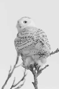 Snowy Owl - Photo by Nancy Schumann