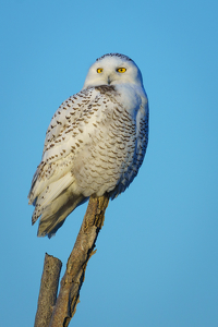 Snowy Owl's Gaze - Photo by Jeff Levesque
