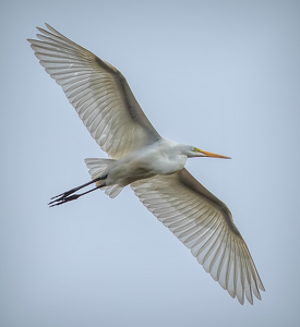 Soaring Great Egret - Photo by Merle Yoder