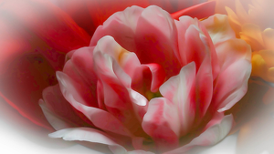 Softened Tulip - Photo by Jim Patrina