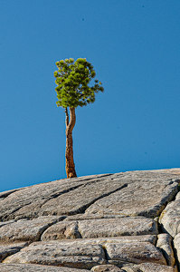 Solitary Tree - Photo by John McGarry