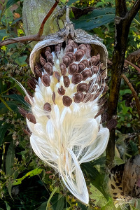 Some Kind of Beautiful Seed Pod - Photo by Pamela Carter