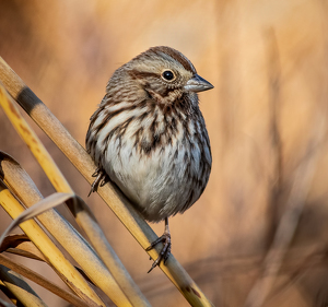 Song Sparrow - Photo by Merle Yoder