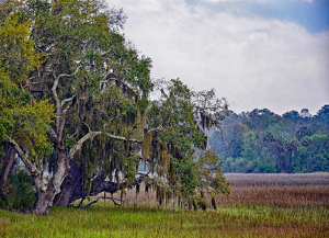 South Carolina Marsh - Photo by Louis Arthur Norton