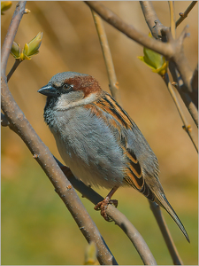 Sparrow - Photo by Frank Zaremba, MNEC