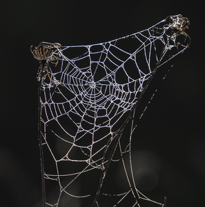 Spider Creativity - Photo by Bob Ferrante