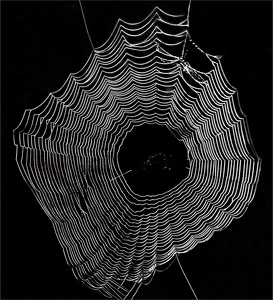 Spider Web - Photo by Bill Latournes