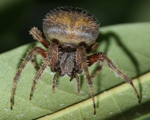 Spider - Photo by Bill Latournes