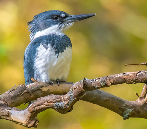 Splendid Belted Kingfisher - Photo by Libby Lord
