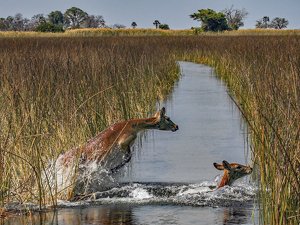 Splish-splashing Red Lechwe in Botswana - Photo by Eric Wolfe