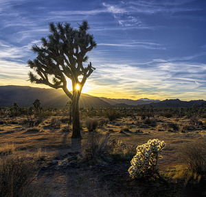 Spotlight in the Desert - Photo by Mary Anne Sirkin