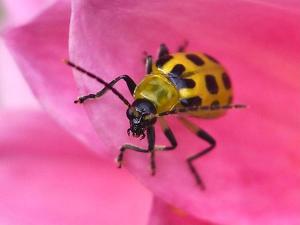 Class B HM: Spotted Cucumber Beetle by Quyen Phan