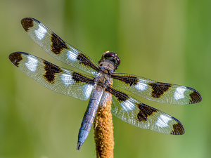 Spotted dragon fly on reed - Photo by Frank Zaremba, MNEC