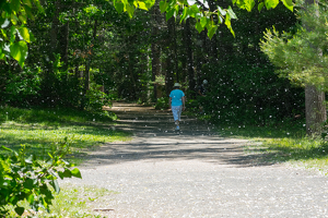 Spring Cottonwood Flurries At Stratton Brook State Park - Photo by Marylou Lavoie