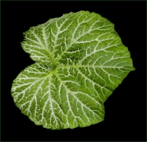 Squash Leaf - Photo by Bill Latournes