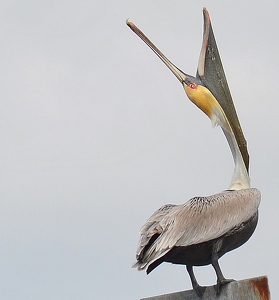 Squawking Pelican - Photo by Louis Arthur Norton
