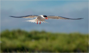 Stern Tern on Patrol - Photo by John Straub