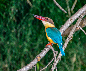 Stork-billed Kingfisher - Photo by Aadarsh Gopalakrishna