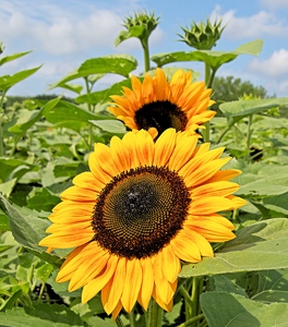 Sunflowers in Bloom - Photo by Charles Hall