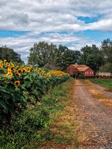 Sunflowers - Photo by Kristin Long