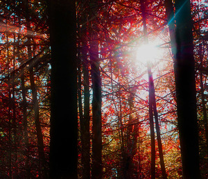 Sunrise Through the Trees - Photo by Alene Galin