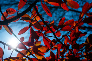 Sunshine on Fall Leaves - Photo by Alene Galin