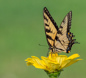 Class A 2nd: Swallowtail at Auer Farm by Marylou Lavoie