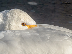 Swan Snooze - Photo by Frank Zaremba, MNEC