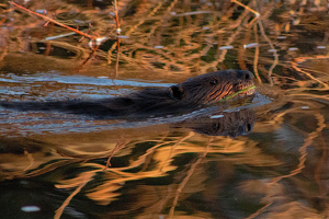 Swimming Beaver - Photo by Bill Latournes