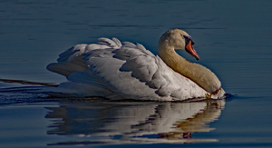 Swimming Swan - Photo by Bill Latournes
