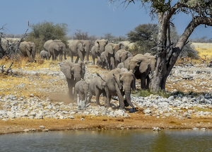 Taking over the water hole - Photo by Susan Case