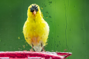 Class A 1st: Talk about a bad hair day ... Male Goldfinch in Rain by Aadarsh Gopalakrishna