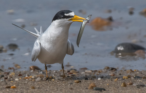 Tern with a Fish - Photo by Libby Lord