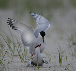 Terns Mating - Photo by Danielle D'Ermo