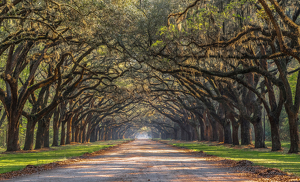 The Avenue of Oaks. Wormsloe Plantation - Photo by Libby Lord