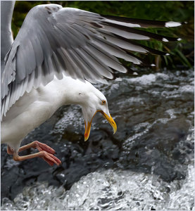 The Call of the Herring Gull - Photo by John Straub
