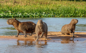 The Charge of the Capybaras - Photo by Susan Case