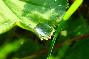 The dewdrop - Photo by Nick Bennett